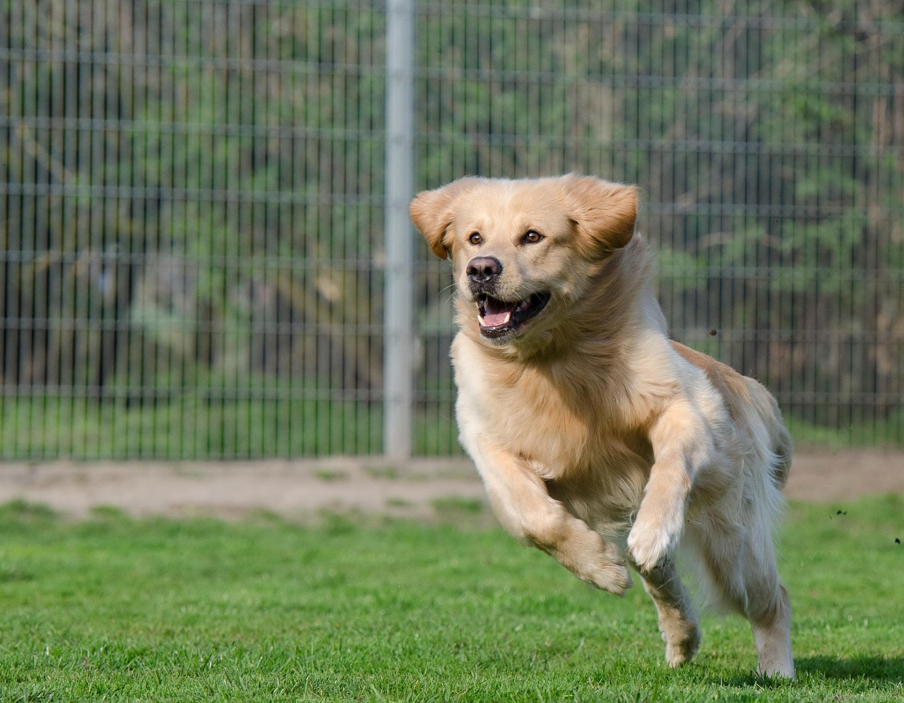 Pet boarding