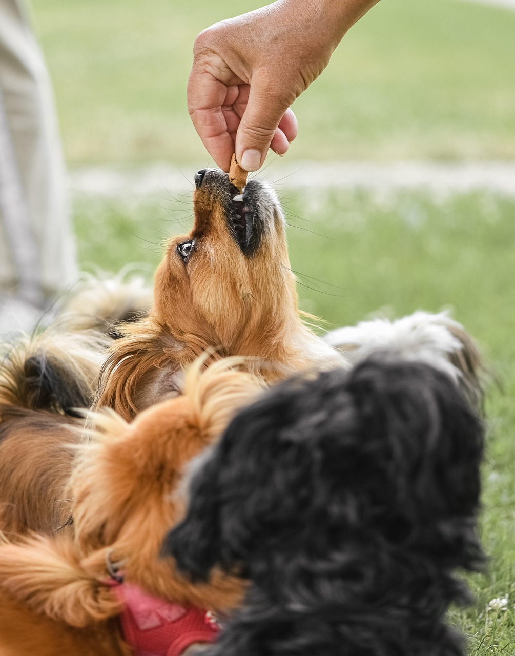 Pet visits